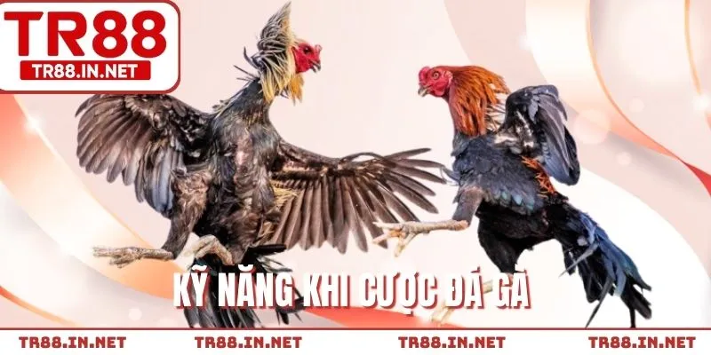 Chia sẻ kinh nghiệm cược chọi gà hiệu quả