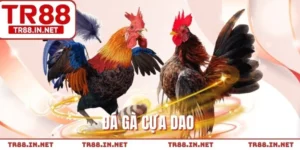 Đá Gà Cựa Dao - Bí Quyết Thắng Lớn Trong Mọi Màn Đấu Kê