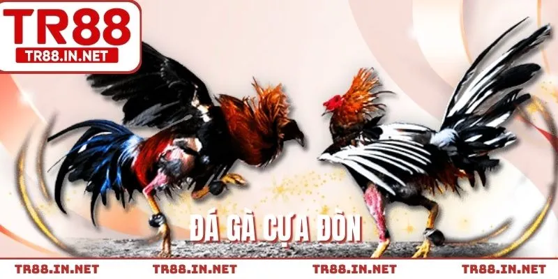 Hình thức đá cựa đòn hấp dẫn được yêu thích